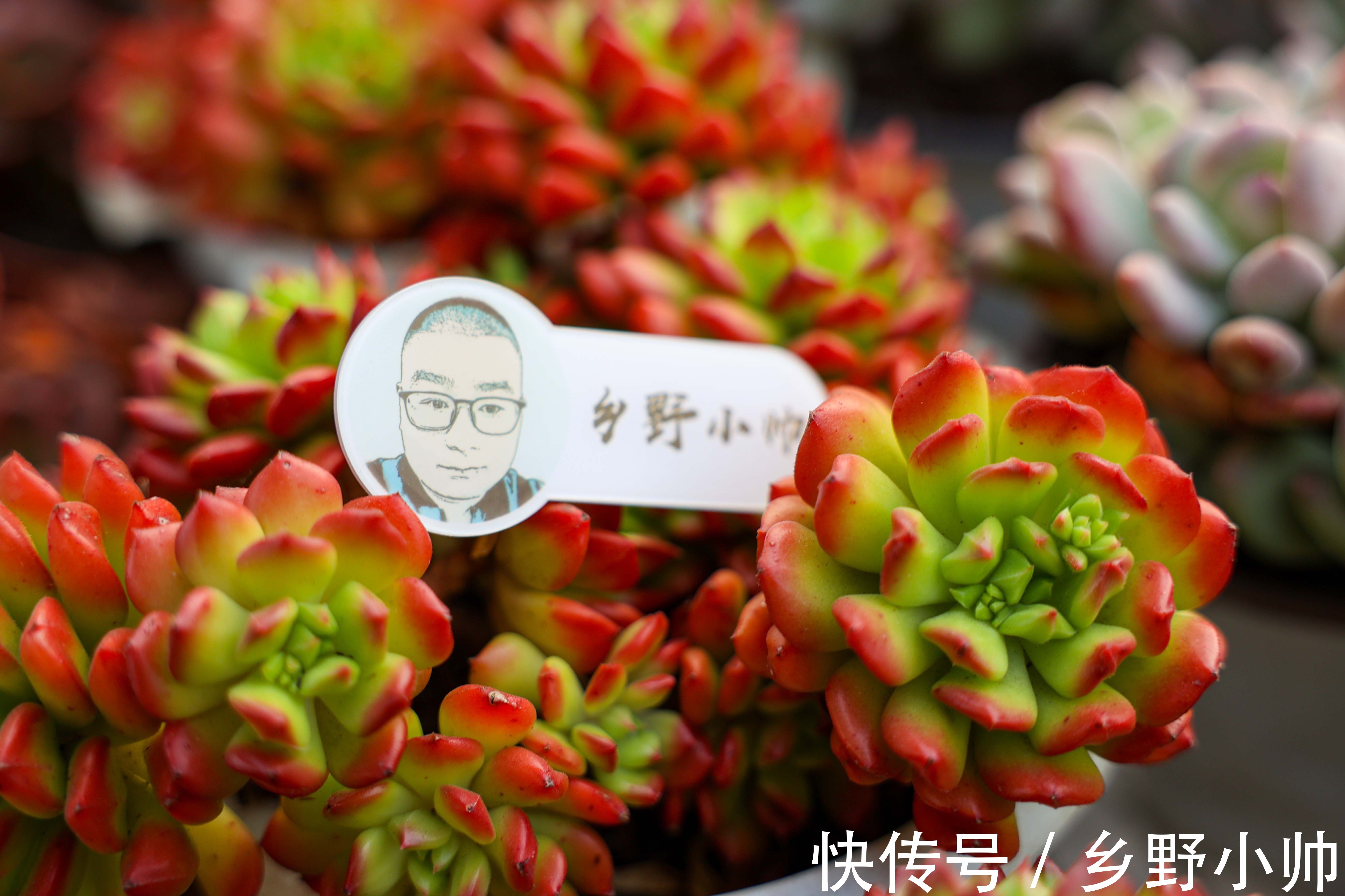 绮罗|全状态不输蒂亚,皮实好养,适合新手的小灯笼多肉,你养了吗?