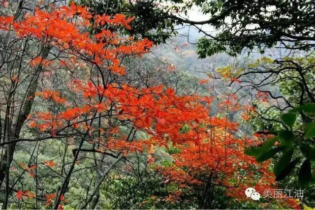 风动|【创建天府旅游名县】色在深秋，风动叶飘零，李白故里美色迷人，要你好看！