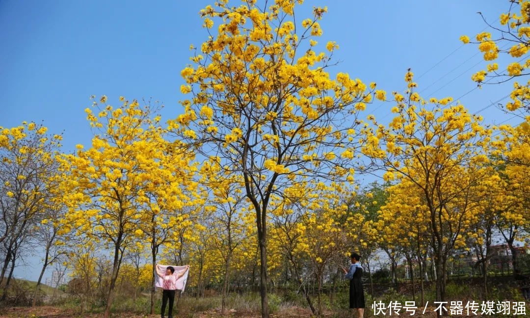 最新实拍！三水绝美黄花风铃木大片绽放，赏花地图戳