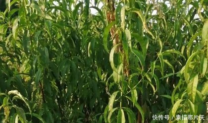 植物小知识!桃树叶用途神奇,8大知识赶紧来get吧