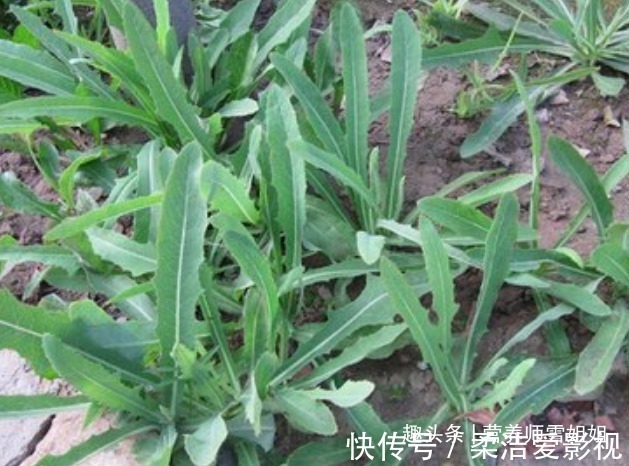 香烟|肺不好,多吃三果,常饮三茶,勤动三处,做好三事,养好肺少遭罪