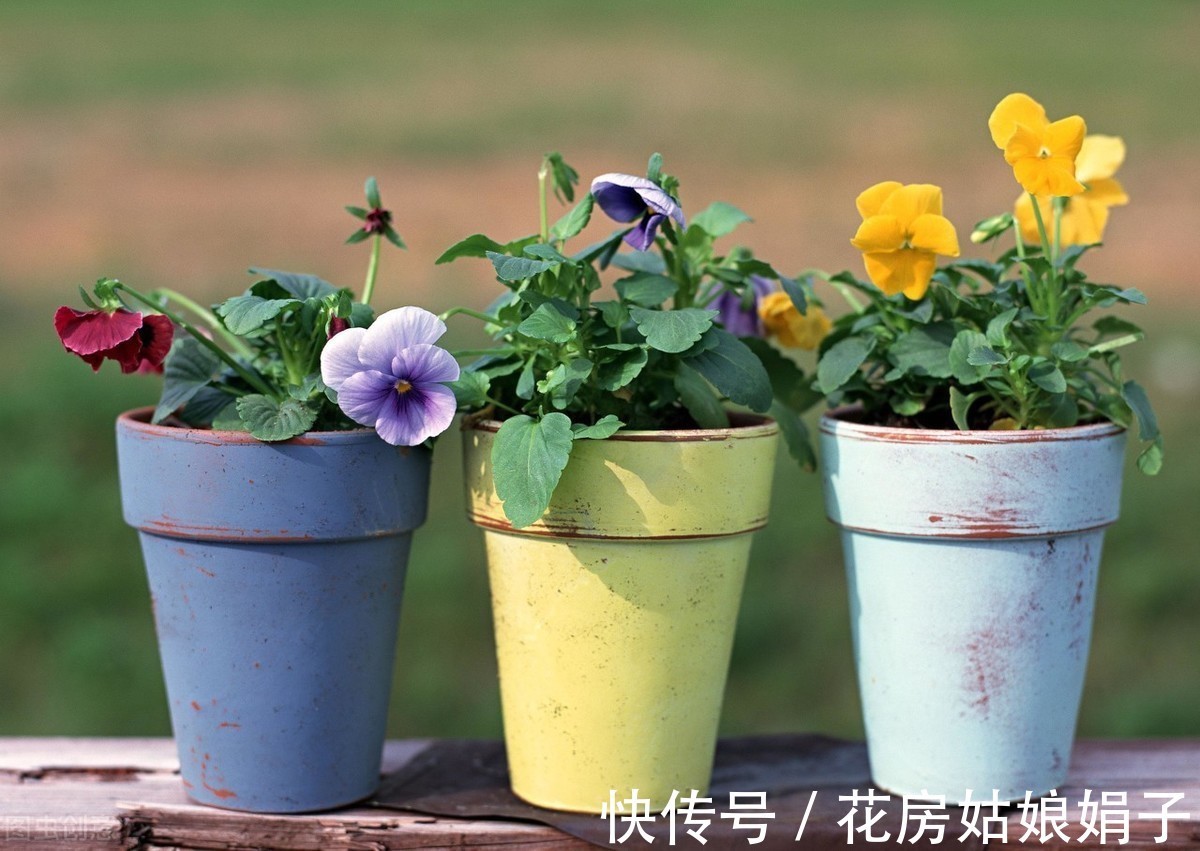 绿植|新手养花常犯的6大忌，占到4条以上就养不好花，不要犯这些错误