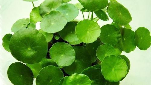 铜钱草|养此2种植物,干净、卫生还好看!家里来一盆,真值!