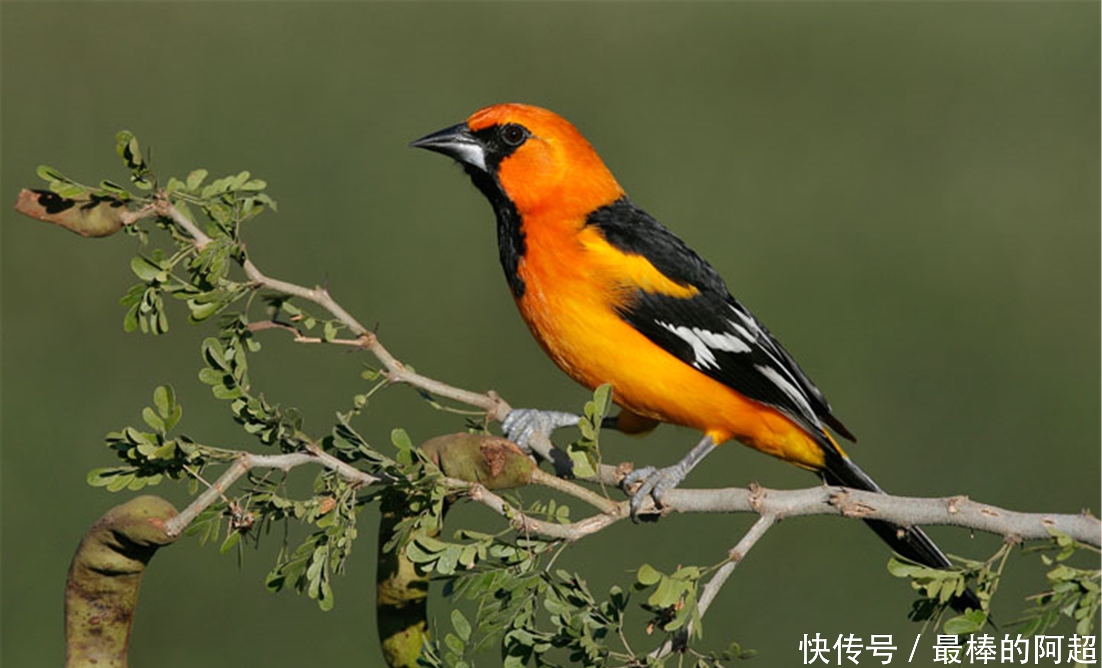 《诗经》中的第二首诗,《葛覃》为何会位列《关雎》之后?