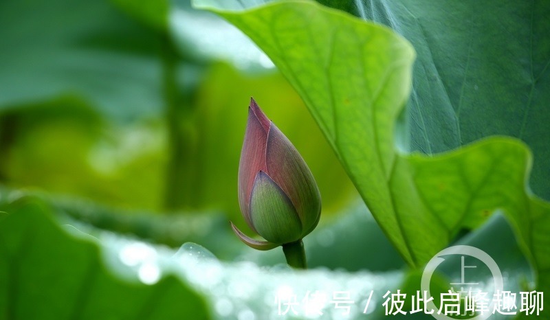 君生|烟雨朦胧中，邂逅夏荷之美