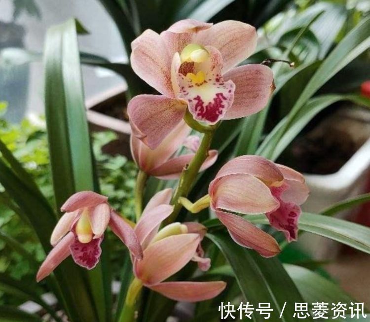 几种花养在家里,一整年都有好运气,开花漂亮财运来,一养就上瘾