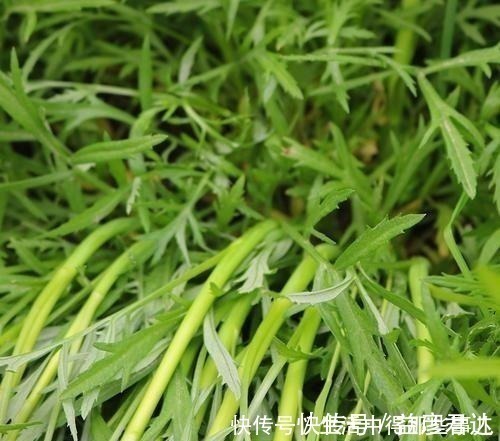 茼蒿|不识货的人,以为这种野草是茼蒿,其实名叫藜蒿,营养价值更高