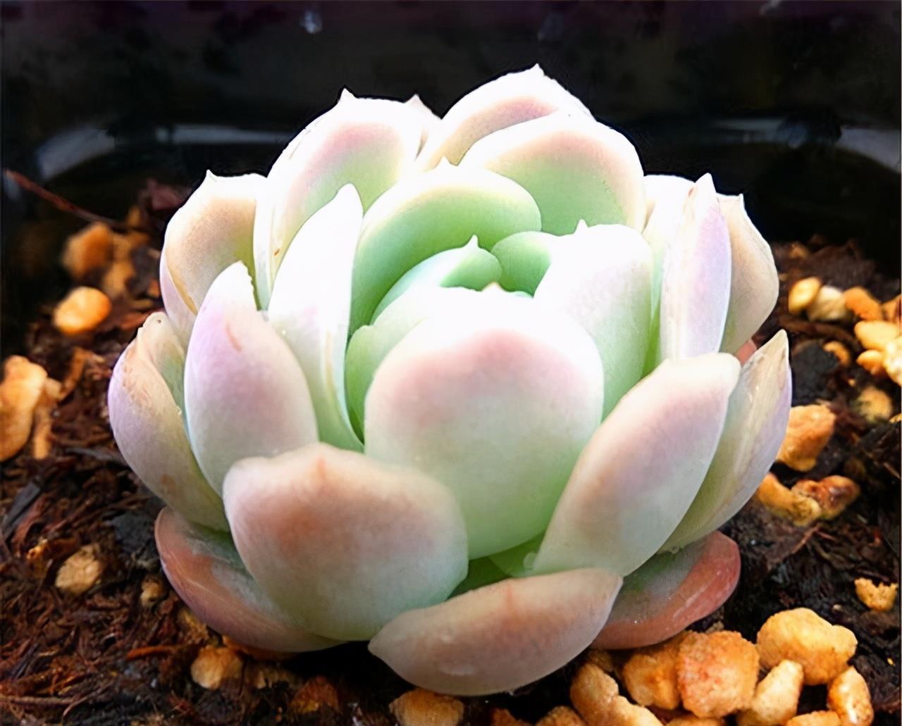 多肉中的“颜值担当”冰梅,有颜又有值,别当普通货处理