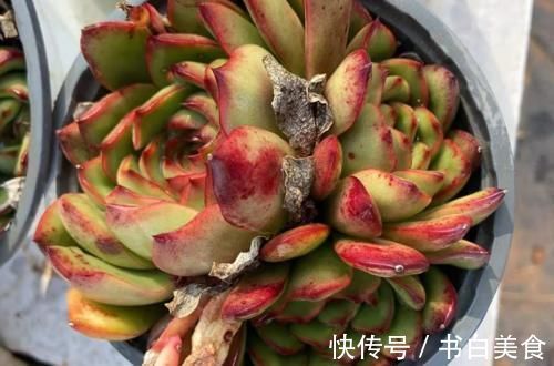 多肉宝丽安娜长期带红边,冬天稍微晒一下太阳叶片血红,你不养一棵吗?