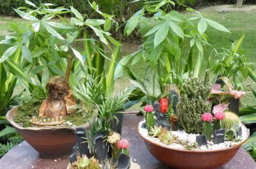 救回来|盆栽发财树如何做好日常管理掌握4点,黄叶烂根也能救回来