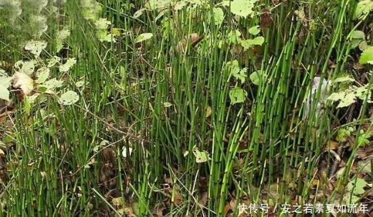 长的很像竹子，但却比竹子瘦小的多，是农村娃用来夹眼毛的工具