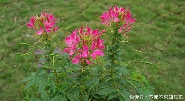 草本植物|庭院植物配置之常用乔木、灌木、藤本及草本植物