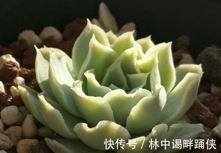 叶插多肉难成活?教你几个小技巧,个个出芽快,一次繁殖出一片!