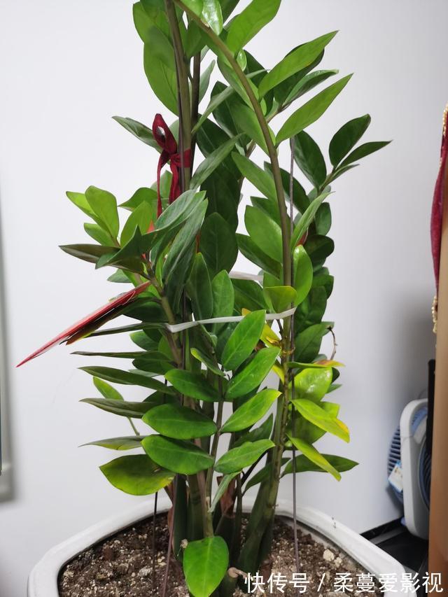 命里带“金”的花,开花美翻了,养在家里还有好兆头