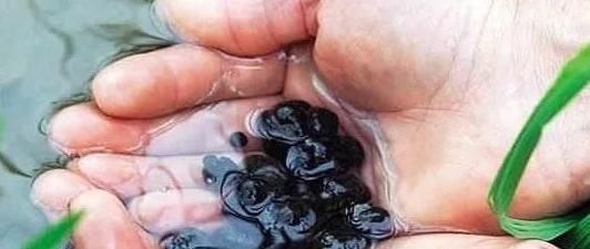 中年|女性到了中年，多吃4种食物，补血益气，排毒护肝，越吃越年轻