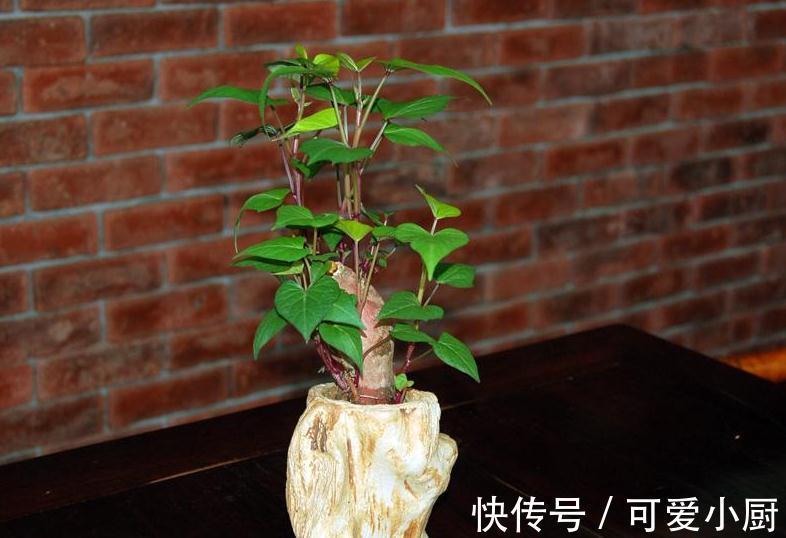 3块钱,让你拥有价值500块钱的盆景,赚大发了