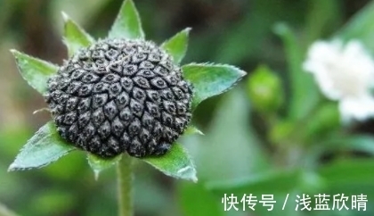 遇见|它的茎叶瘦长,折断会流出黑色汁液,遇见挖回家