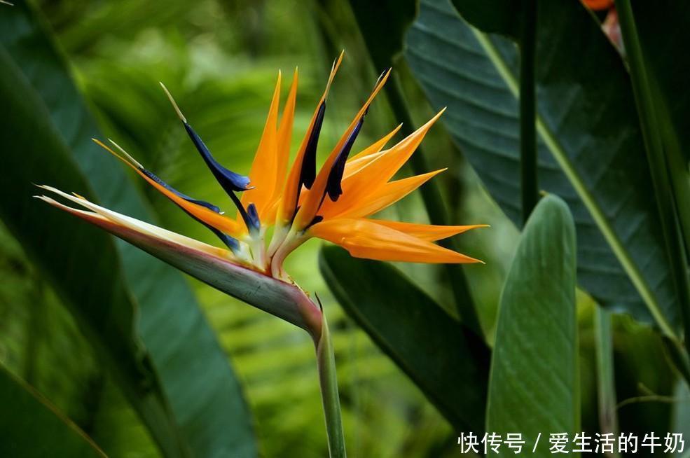 别信卧室养绿植除甲醛,还有这些花一定不要养,否则只有后悔