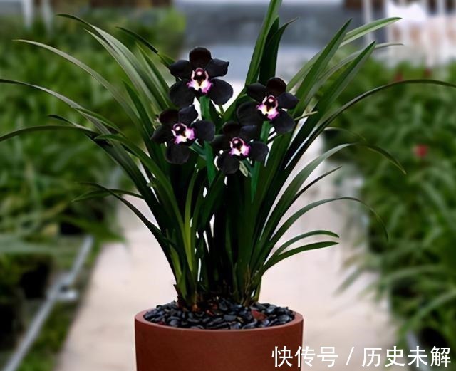 淡色调|这款兰花真奇怪,被誉为是兰花界的“黑魔法”,适合新手养护!