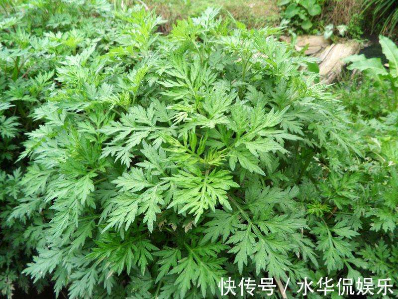 艾香|千古第一草,在古代可以防止瘟疫,如今只要会用,也能保护健康