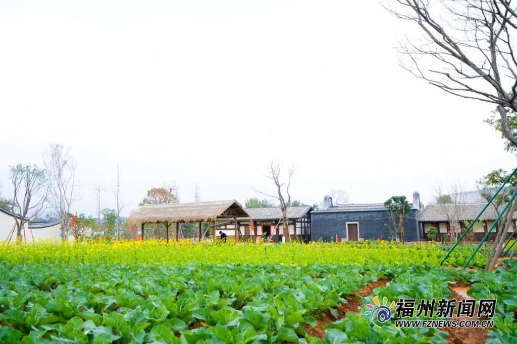 老年|假期余额不足，快去赏花！（附攻略）