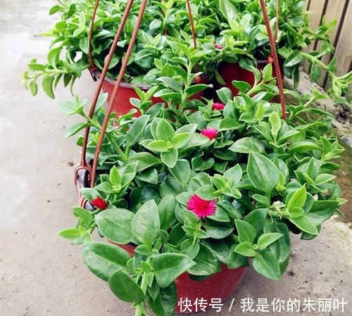 花期|别再养绿萝了,这种室内花卉,叶绿花美,养护简单,值得拥有!