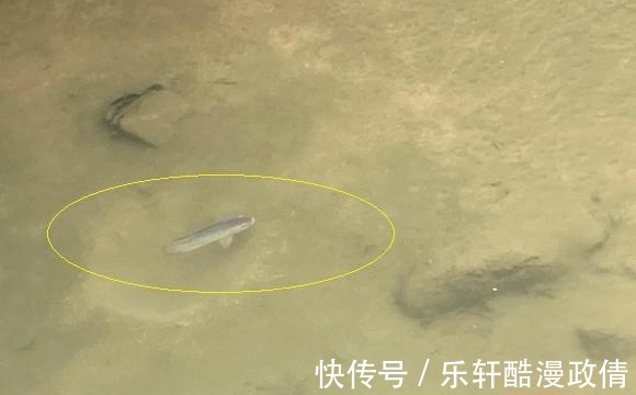 广东惠州巴掌大的罗非鱼,手臂粗的鲶鱼,为啥没人钓