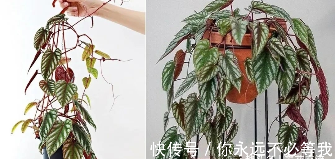 在室内养一盆可以爬藤的锦叶葡萄藤,叶子有金属质感的彩叶植物