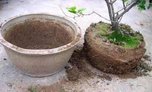 盆土|盆土变硬如“石头”,不用换盆,浇这“2种水”,比新土还松软