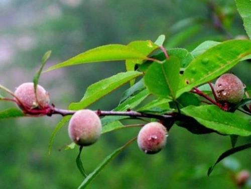  吃起来非常|这野果子全身毛茸茸的，必须把毛除掉才能吃，你吃过吗？