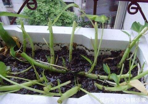 采摘|3种吃剩的“菜杆子”,丢土里,长成一片“绿萝”,3天采摘一大盆