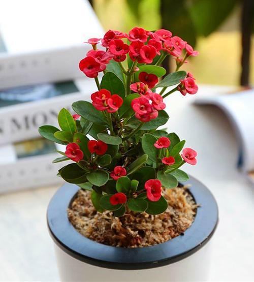 别看虎刺梅浑身刺,但易成活花量大,养好了能开到秋天