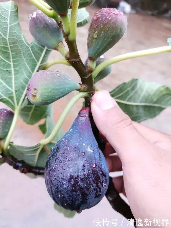 阳台种水果，行家都选4种，简单好养活，爱长果子，边摘边吃！