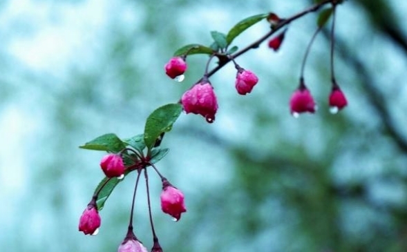 春雨|宋代高僧一生只留下一首绝句，惊艳了世人