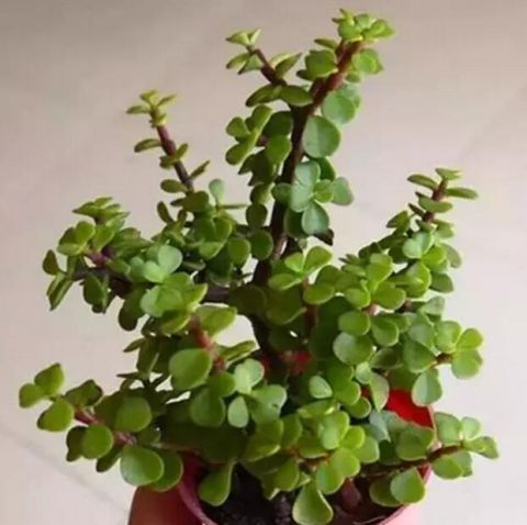 最适合老人养的四种花,健康长寿又养心