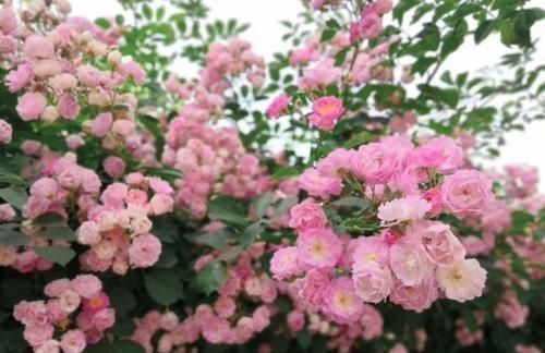 沉醉|4种花自带财运,好养易活不招虫,看了就让人沉醉,助睡眠又招财