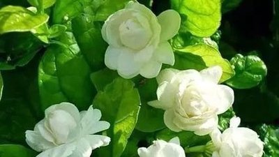 许多人养护不好茉莉花,来这里看5个技巧,对你养护茉莉花有帮助