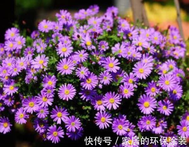 长春花|盘点10款漂亮花，号称“开花机器”，一开就是300天，适合新手