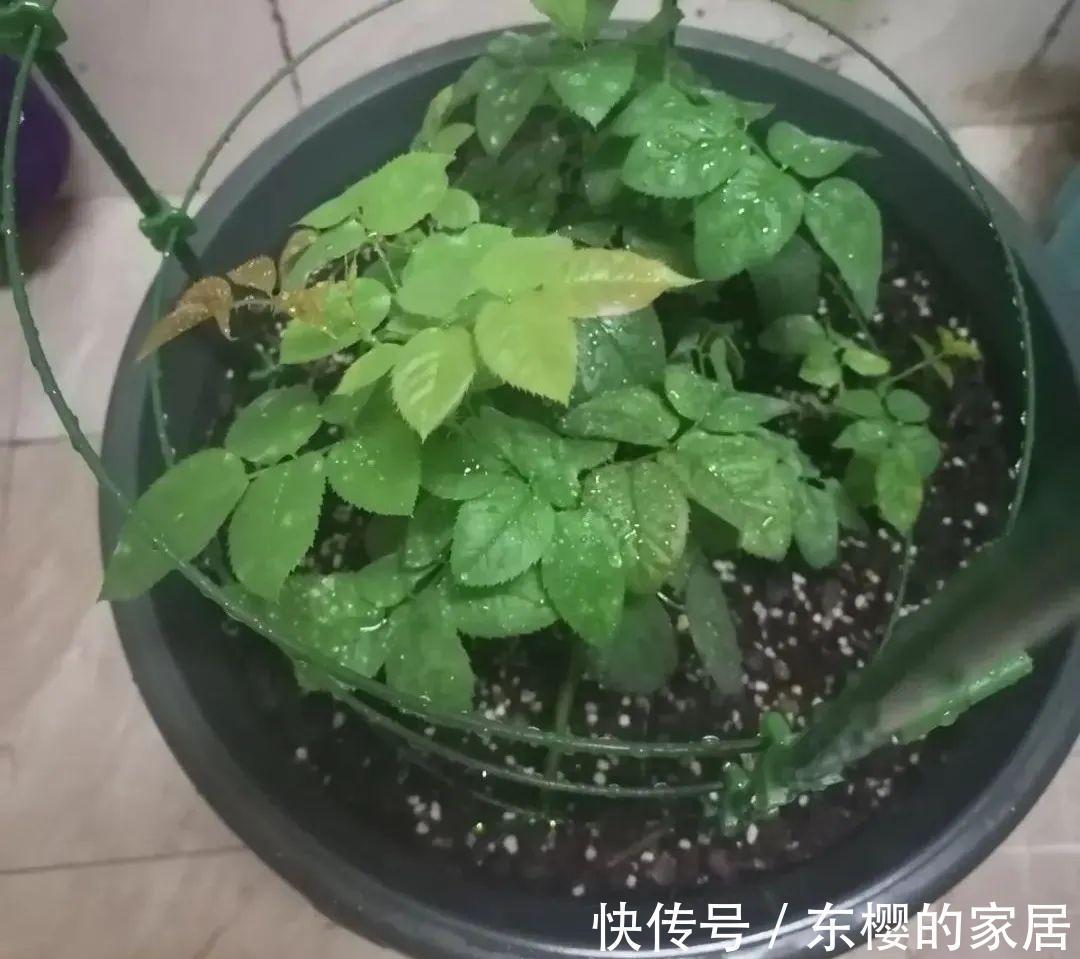 换盆时机到了,有这花赶紧换,换完立马疯长!