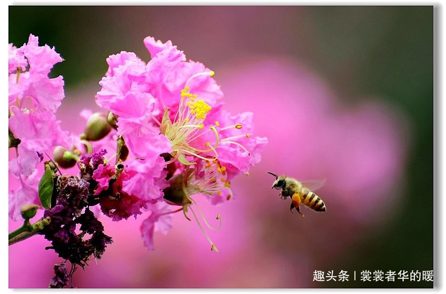 老法师|花儿静静开放着，不惊不扰，却惊艳了整个世界