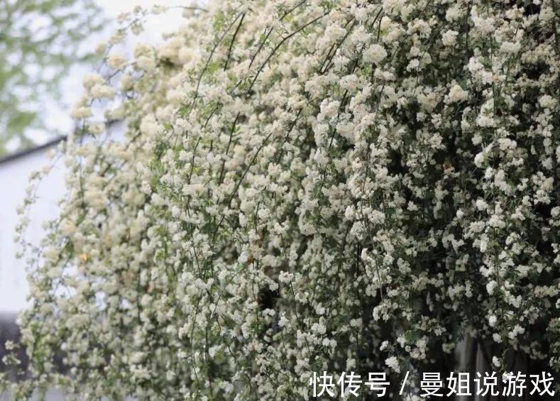 有院子就养木香花吧!繁殖能力超强,开花美又多、香味浓