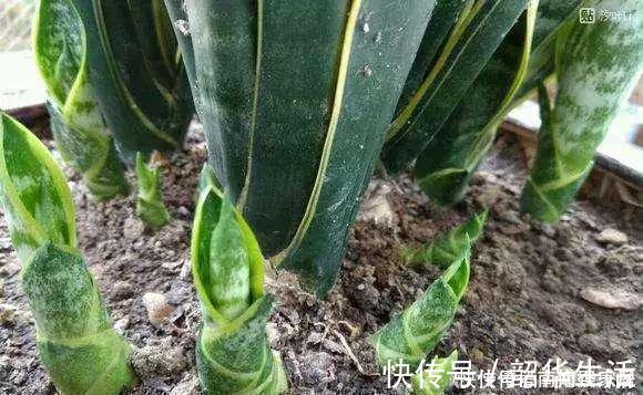 夏天|夏天养虎皮兰,做好3件事,叶子挺拔翠绿,嗖嗖冒笋芽