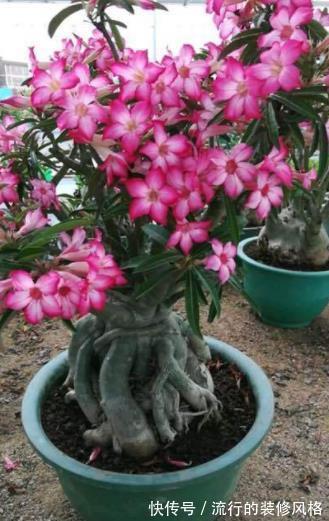 花卉|新手第一次养花，推荐4种花，种盆里不打理照样开满花