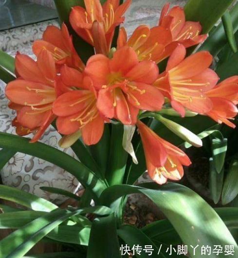 秋冬养君子兰，经常做4件事，叶大油绿开花美，开完一茬又一茬