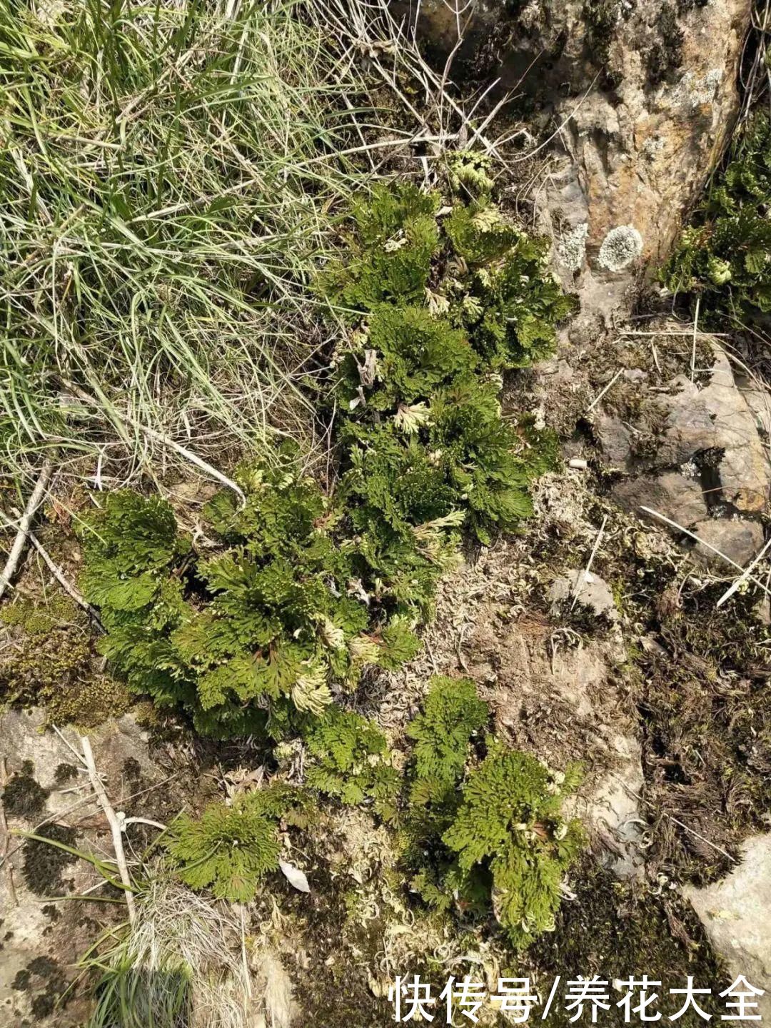 山上遇到“还魂”草，千万不要挖，养不活还破坏环境