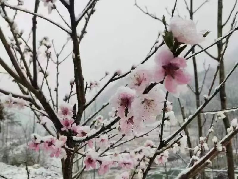 湖北多地迎“桃花雪”！风雨周末继续在武汉上演