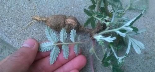嫩茎叶是极品野菜，根酷似人参，价值也很高，却少有人知道