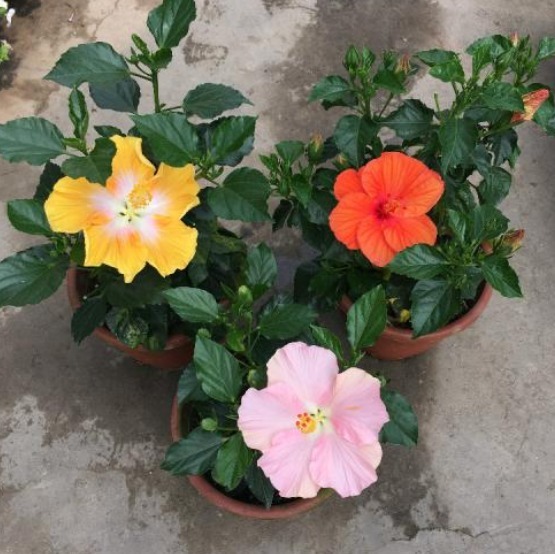 有1种花朵，能长的脸一样大，而且十分好养活，花友不妨快养一盆