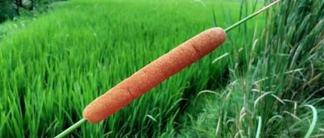 菖蒲|有1“香肠草”,孩子拿它当蜡烛,老人用它熏蚊虫,如今才知珍贵