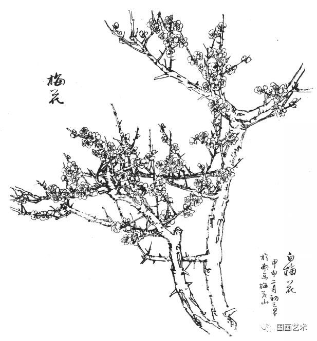  白描|花卉白描图谱选页分享